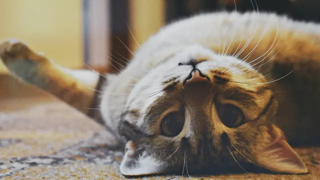 international-cat-day-cat-lovers-flood-internet-with-adorable-videos-and-photos-google-joins-in